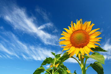 Obraz premium Beautiful sunflower against blue sky