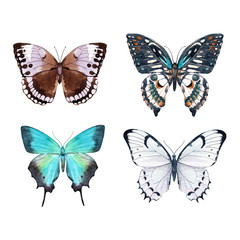 Fototapeta na wymiar Watercolor butterfly set