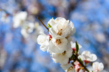 Branches of the blossoming  apricot tree on spring