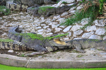 Crocodiles are on the farm at the zoo.