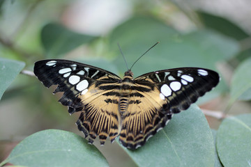 beau papillon © helenedevun