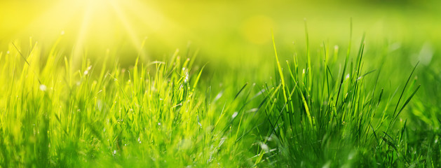 Fresh green grass background in sunny summer day