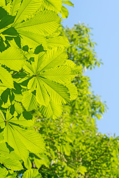 Blätter der Rosskastanie, Aesculus
