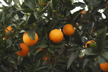 Ripe orange oranges on a tree on a farm in rural Australia