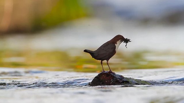 Common Dipper in Vosges, France - specie Cinclus cinclus family of Cinclidae