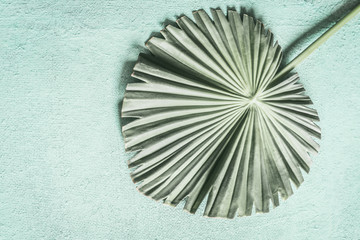 Pastel green tropical leaf of Fan Palm, top view
