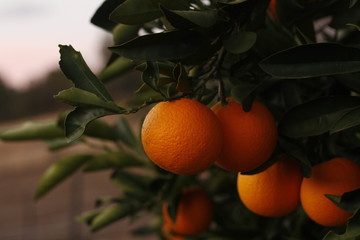 Ripe orange oranges on a tree on a farm in rural Australia