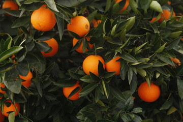 Ripe orange oranges on a tree on a farm in rural Australia