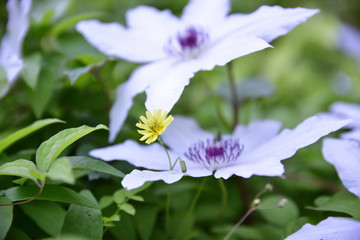 カザグルマと黄色い花