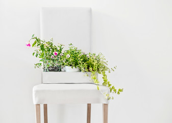 Potted flowers in paper box on  white stool and copy space on the wall, front view. Home plants and gardening ideas