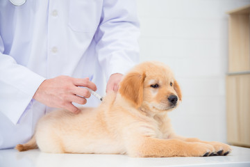 Hände eines Tierarztes, der dem kleinen Golden Retriever in der Tierklinik eine Injektion gibt