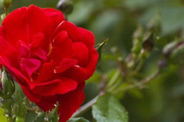 Beautiful May flowers