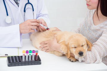 Hands of veterinarian giving injection to little golden retriever in vet clinic