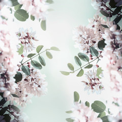 Fototapety  Beautiful acacia blossom frame, spring and summer nature background