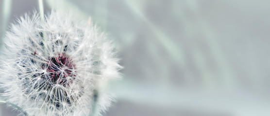 Fototapeta premium Dandelion zamyka up na naturalnym tle. Kwiat mniszka lekarskiego na letniej łące