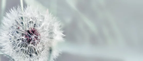 Photo sur Plexiglas Dent de lion Pissenlit gros plan sur fond naturel. Fleur de pissenlit sur la prairie d& 39 été