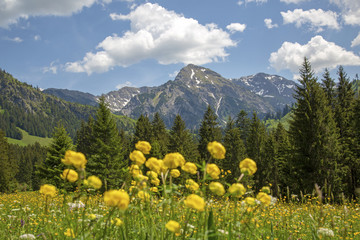 Rotspitz - Allgäu - Frühling - Blumen - Rotspitze - Alpen