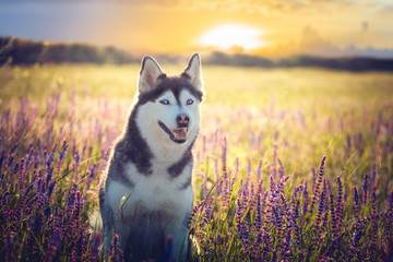 Cute husky with blue eyes sitting in green grass and lilac flowers on sunset background