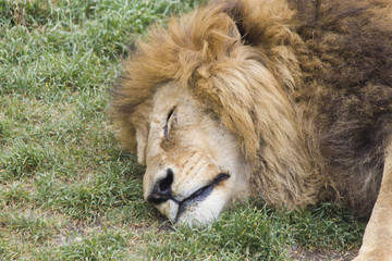 Lions sleep on a grass