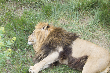 Lions sleep on a grass