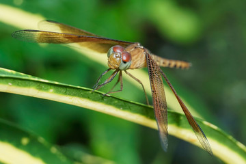 Dragonflies fly on the leaf while developing wings.