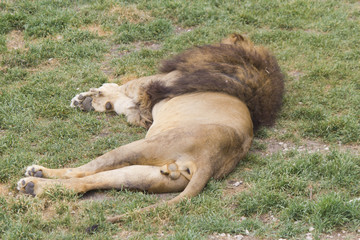 Lions sleep on a grass
