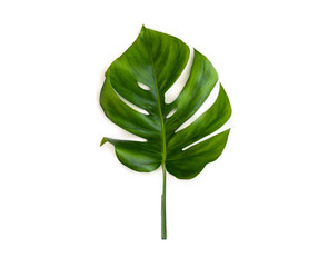 Tropical leaf monstera on a white background. Top view, flat lay.
