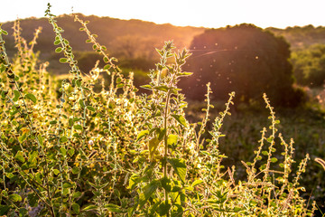 Obraz premium Nascer do Sol