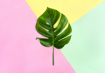 Fototapeta na wymiar Tropical leaf monstera on background of three different color paper sheets ( pink, green, yellow ) with geometric pattern background. Top view, flat lay.