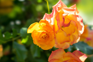 黄色い薔薇の花