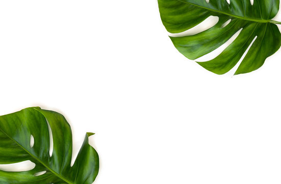 Fototapeta Frame of tropical leaves monstera on a white background with space for text. Top view, flat lay.