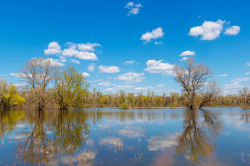 Beautiful daylight landscape with trees flooded with water. River Don, Russia
