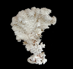 coral isolated on black background © Dmitry
