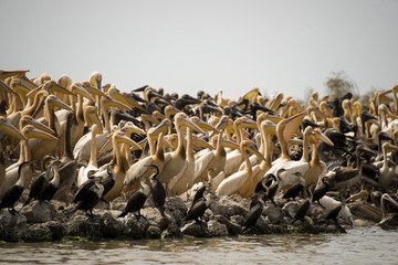 P&eacute;lican blanc, colonie, .Pelecanus onocrotalus, Great White Pelican, Parc national des oiseaux du Djoudj, S&eacute;n&eacute;gal