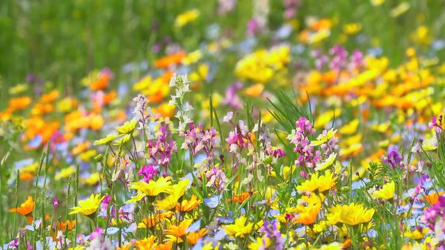 Flower fields .4k b-roll footage