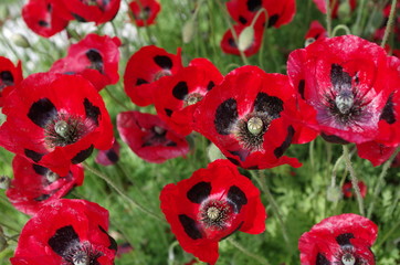 The bright red poppies with the black spots at the base of their petals "Ladybird"