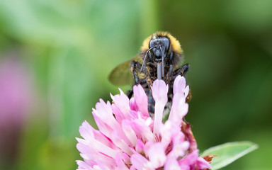 Biene sammelt Blütenstaub