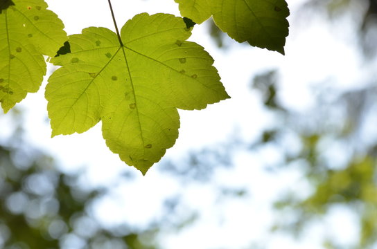 Green maple leaves with sunbeams behind