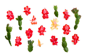 Flowers and leaves cactuses (Schlumbergera Truncata, common names: Christmas cactus, Thanksgiving cactus) on a white background. Top view, flat lay