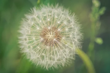 Rolgordijnen Makro einer Pusteblume © Photogrevy