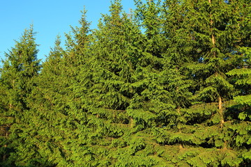 Beautiful coniferous trees green background / texture. Natural green tree wall on blue sky background.
