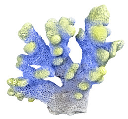 coral isolated on white background © Dmitry