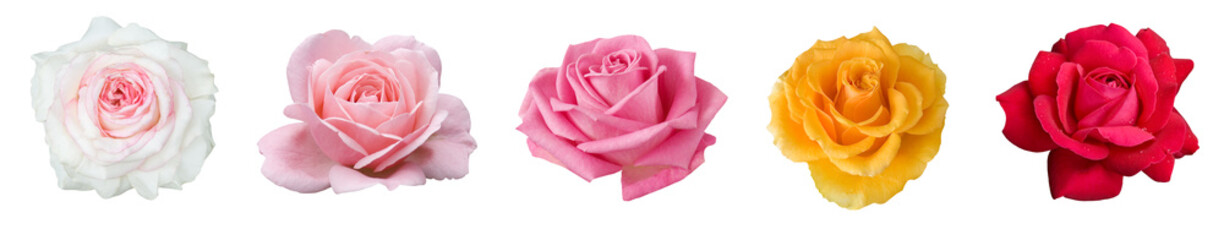 beautiful rose isolated on white background