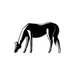 Black and white horse standing sideways with its head down and grazing isolated on white background. Vector illustration of eating domestic farm animal side view.