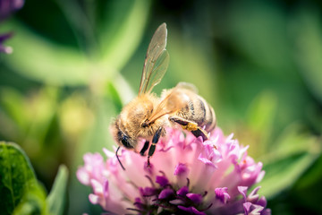 Biene sammelt Blütenstaub