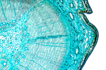 Pine mature wood cross section. Light microscope slide with microsection of an evergreen conifer in...