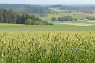 Rural european landscape with corn fields and green meadows