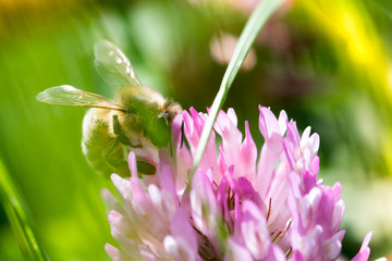 Biene sammelt Blütenstaub