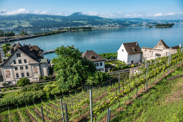 Fototapeta na wymiar Vineyards, Rapperswil castle on the shores of the Upper Zurich Lake )Obersee), Sank Gallen, Switzerland