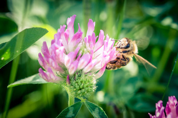 Biene sammelt Blütenstaub